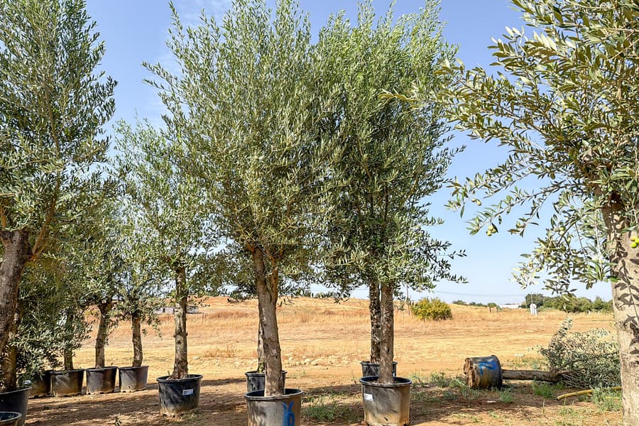 2 Olivenbäume Olea Europaea 